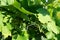 Horizontal View of Close Up of Leaves of Grapes in Plantation Gr