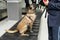 Horizontal view. Drug detection labrador dog at the airport sits down on the band luggages