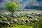 Horizontal View of a Flock of Sheep Grazing in the Courtyside on