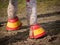 Horizontal view of horse with bell boots of the spanish flag