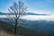 Horizontal View of a Pine Tree and a Foggy Valley