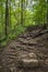 Horizontal View of Pixely Falls Hike Trail Naturally Formed by Trees' Roots