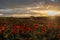 Horizontal View of Poppies Field Illuminated by the Setting Sun