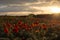 Horizontal View of Poppies Field Illuminated by the Setting Sun