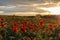 Horizontal View of Poppies Field Illuminated by the Setting Sun