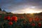 Horizontal View of Poppies Field Illuminated by the Setting Sun