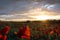 Horizontal View of Poppies Field Illuminated by the Setting Sun
