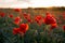 Horizontal View of Poppies Field Illuminated by the Setting Sun