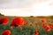 Horizontal View of Poppies Field Illuminated by the Setting Sun