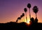 horizontal view of a vivid sunset with sunburst and silhouette of palm trees