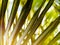 Horizontal vivid green palm leaf upclose detail bokeh background