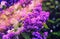 Horizontal vivid lilac bush with ray of light