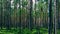 Horizontal vivid symmetric forest wood composition background