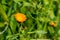 Horizontal Viwe of Close Up of an Orange Flower on Green Spring