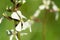 Horizontal Viwe of Close Up of White Flower on Green Spring Grass Background