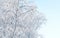 Horizontal winter banner with branches of  birchs covered with frost