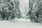 Horizontal winter landscape, firs covered with snow