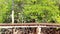 Horizontal wood bridge and mangrove tree in thailand.