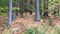 Horizontal wooded scene with a view trees, plants and pine needles