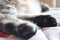 Horizontally photo of the hind paws of a sleeping British Shorthair cat