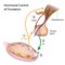 Hormonal control of ovulation