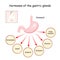 Hormones of the gastric glands.  Stomach