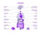 Hormones in human body