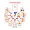 Hormones of pituitary gland