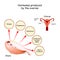 Hormones produced by the ovaries. Human endocrine system