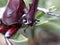 horn beetle head macro, selective focus on the middle