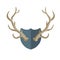 Horn of deer. Hunting trophy. Wall decoration element. Part of the stag animal head