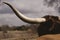 Horn of Texas longhorn cow