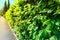 Hornbeam Carpinus betulus hedge in Summer