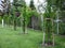 Hornbeam Carpinus betulus pyramidalis elegant columnar tree with upright branches and bright green leaves that are organ-folded.