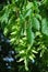Hornbeam (Carpinus betulus) - seeds
