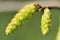 Hornbeam catkin