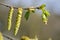 Hornbeam catkin on a twig