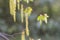 Hornbeam catkins flowering in close-up