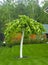 Hornbeam, decorative, weeping form close-up background