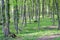 Hornbeam forest in the spring