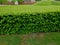 hornbeam green hedge in spring lush leaves let in light trunks and larger