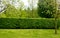 Hornbeam green hedge in spring lush leaves let in light trunks and larger branches can be seen natural separation of the garden fr