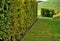 Hornbeam hedge in spring lush leaves let in light trunks and larger branches can be seen natural separation of the garden from the