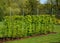 Hornbeam hedge in spring lush leaves let in light trunks and larger branches can be seen natural separation of the garden young