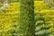 Hornbeam hedge and yellow dandelions