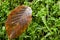 Hornbeam leaf against mossy background