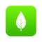 Hornbeam leaf icon digital green