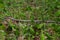 Hornbeam leaf in the sun. Hornbeam tree branch with fresh green leaves. Beautiful green natural background. Spring leaves