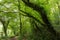 Hornbeam temperate forest