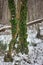 Hornbeam-wood in winter, trees covered with epiphytes, lianas, and sleet